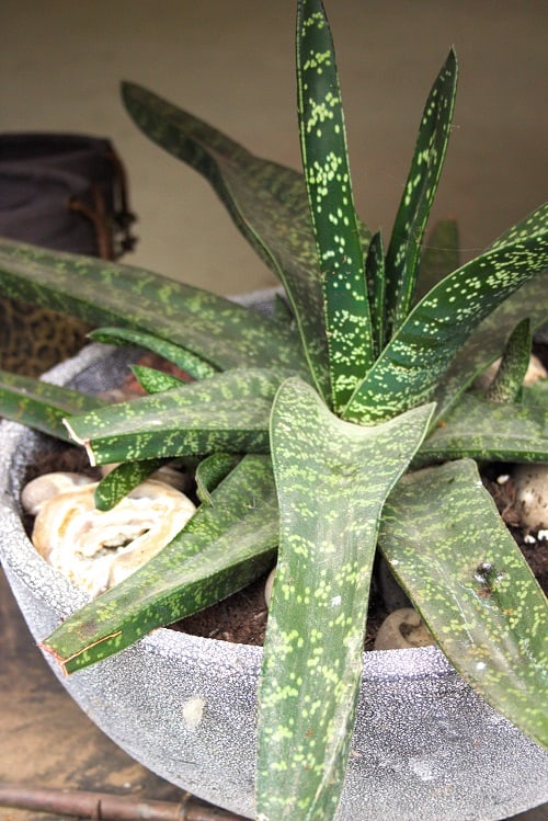 Gasteria succulent | How to plant succulents