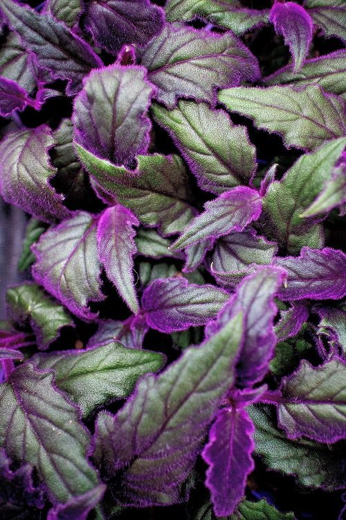 Fuzzy leaves of purple passion plant (Gynura aurantiaca) close-up on white background.