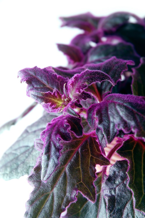 Fuzzy leaves of purple passion plant (Gynura aurantiaca) close-up on white background.