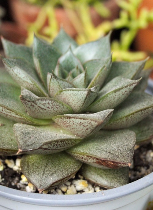 Rosette succulent