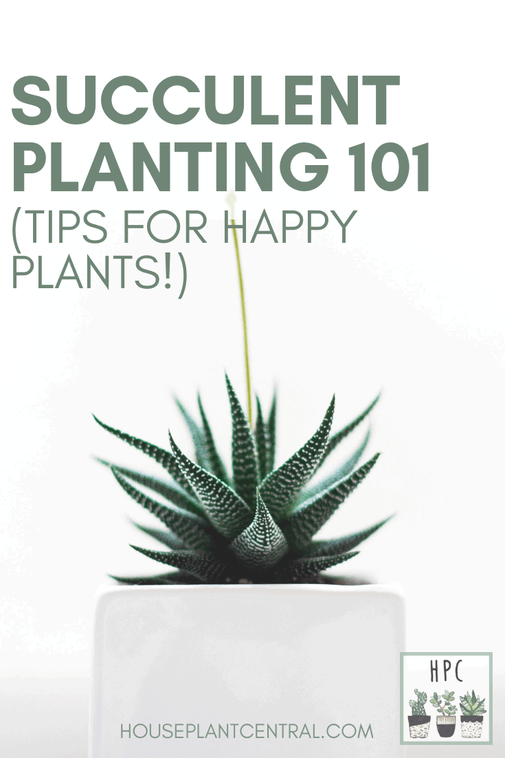 Haworthia succulent on white background | Full succulent planting guide