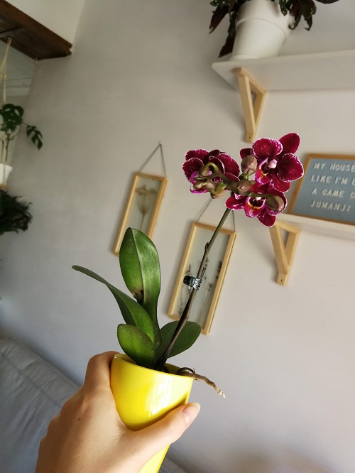 Small Phalaenopsis orchid houseplant