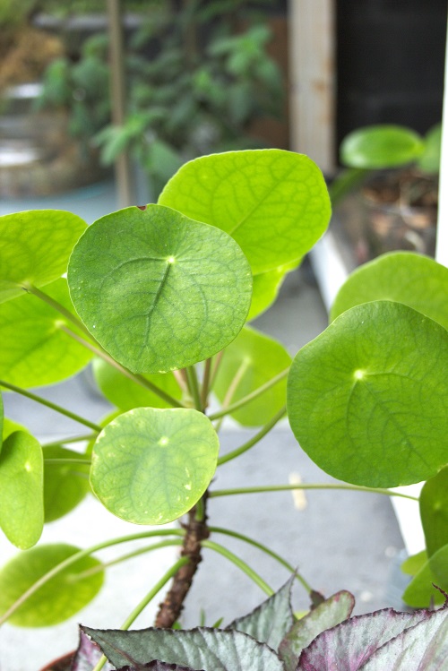 Pilea peperoioides, a houseplant also known as Chinese money plant.
