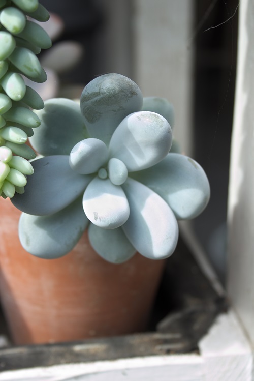 Pachyphytum oviferum succulent in the sun. 