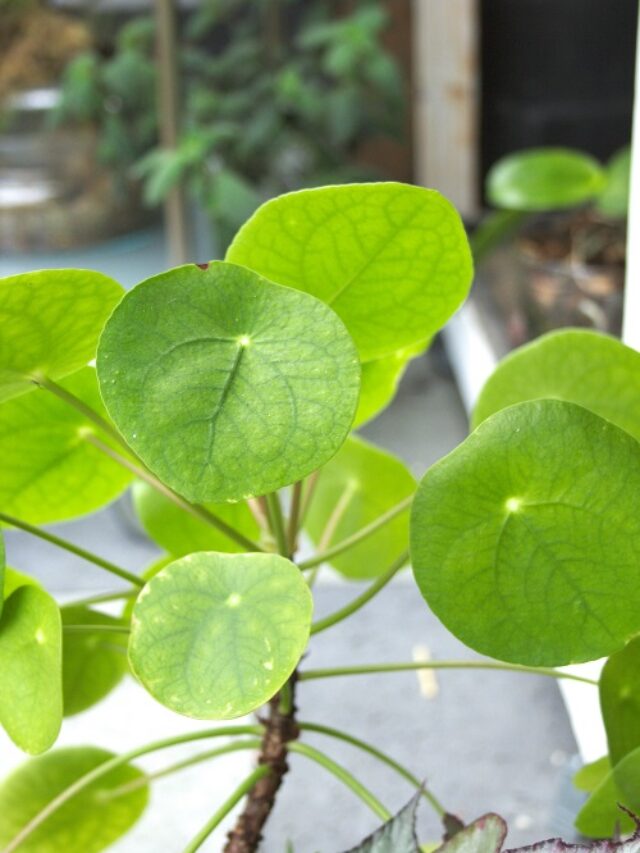 Pilea peperoioides, a houseplant also known as Chinese money plant.