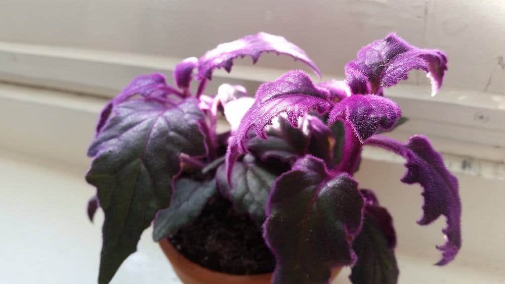 Purple Passion Vine - Grow and Care Tips