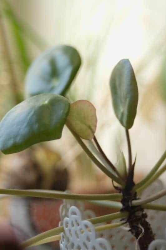 Shallow focus small Pilea peperomioides houseplant
