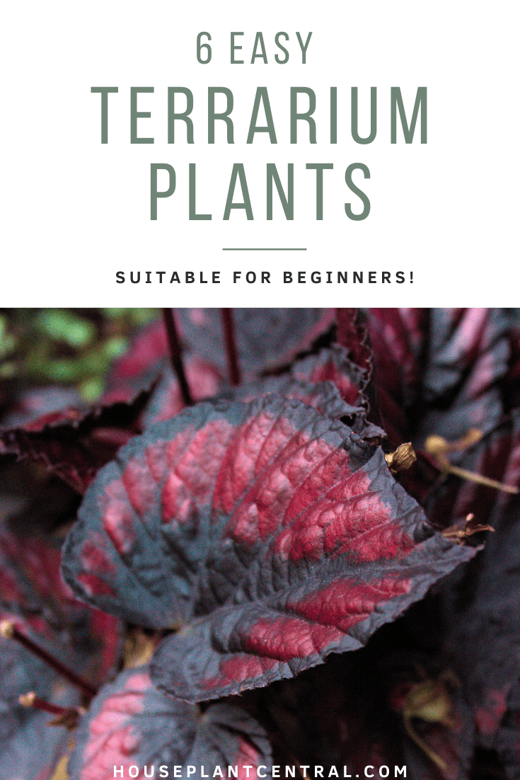 Red Begonia rex cultivar leaves | List of 6 easy houseplants for terrariums