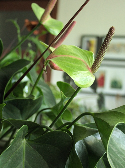 Green flowers of Anthurium andraeanum, a popular houseplant also referred to as flamingo lily.