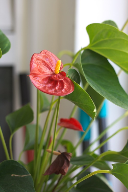 Flores y hojas de Anthurium, una planta de interior. 