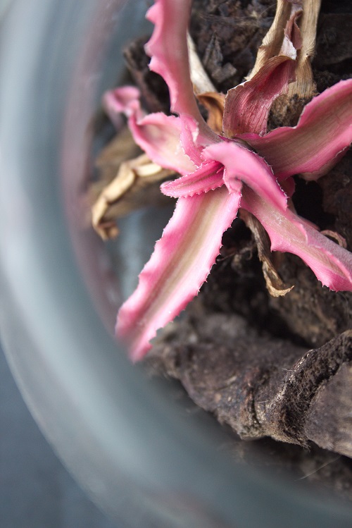 Pink Cryptanthus houseplant in a terrarium setting.