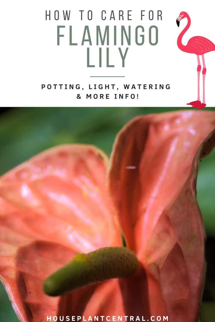 Close up of pink Anthurium (flamingo lily) flower | Full flamingo lily care guide