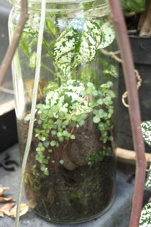 Hypoestes houseplant in a terrarium setting. 