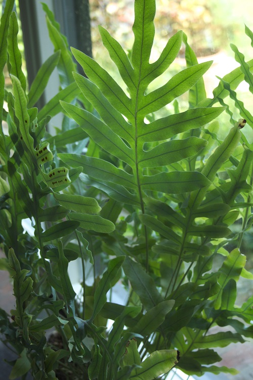 Blue star fern (Phlebodium aureum), a popular houseplant.