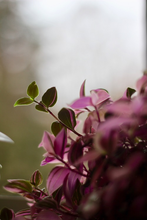 Tradescantia fluminensis houseplant