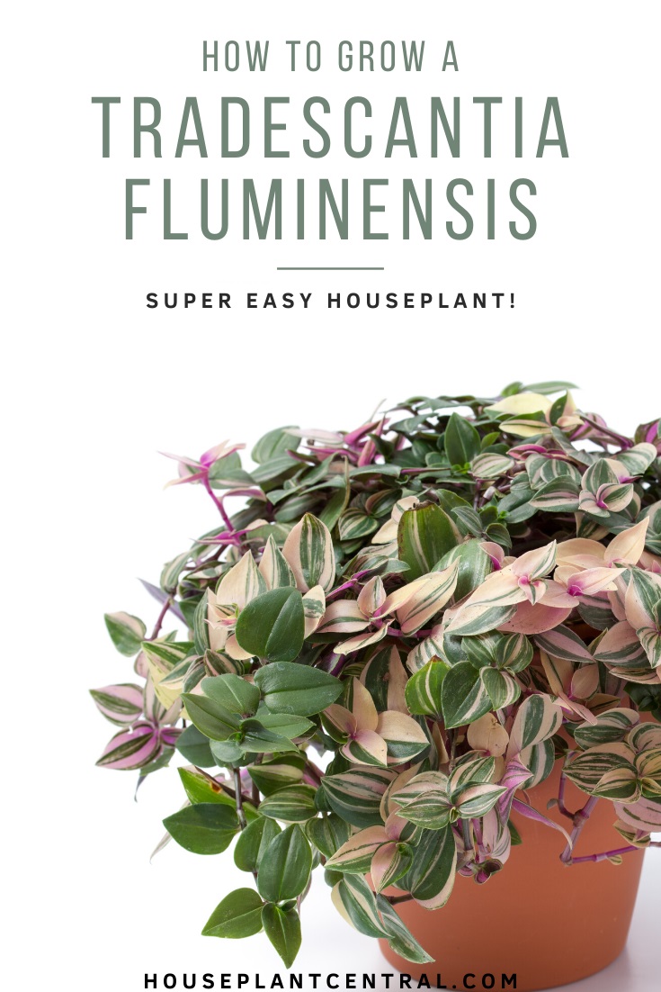 Tradescantia fluminensis 'Tricolor' on white background | Full inch plant care guide.