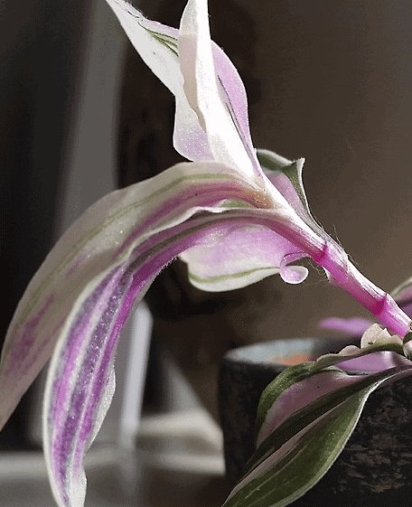 Pink and white variegated inch plant (Tradescantia fluminensis)
