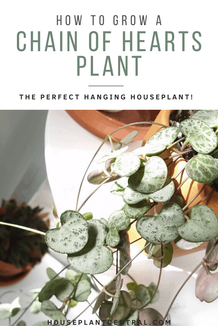 String of hearts houseplant on white shelf | All about string of hearts care