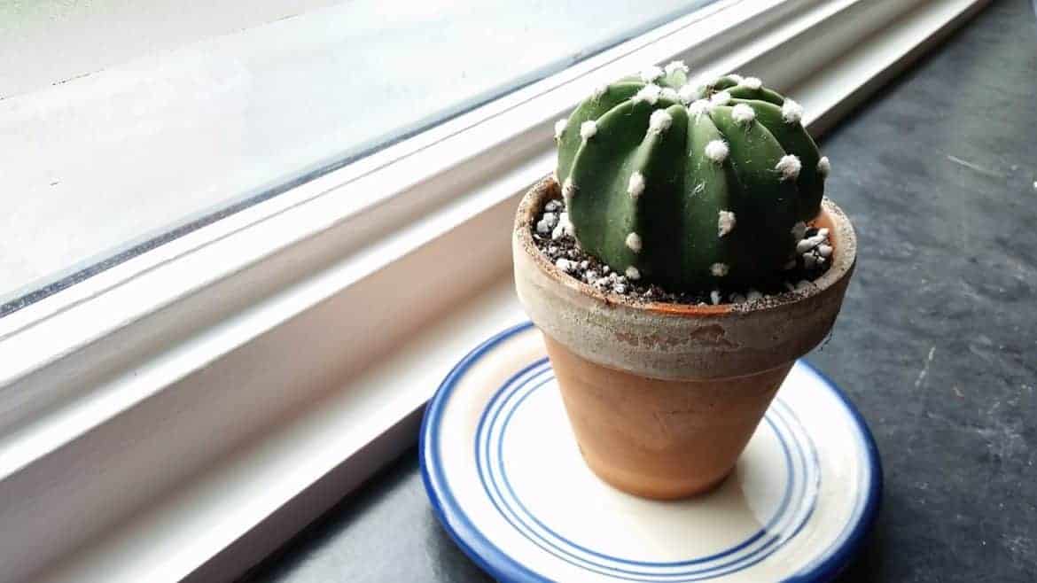 Echinopsis subdenudata Easter lily cactus care & info Houseplant