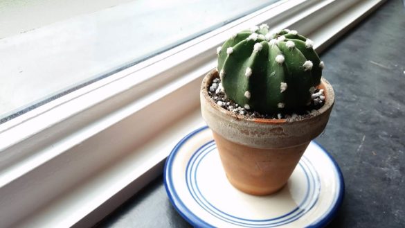 Echinopsis subdenudata