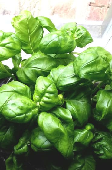 Basil plant grown indoors