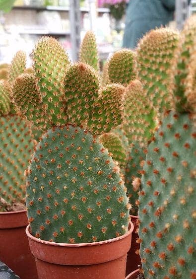 Opuntia microdasys cactus
