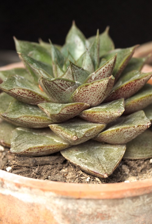 Echeveria 'Black Prince', a popular succulent.