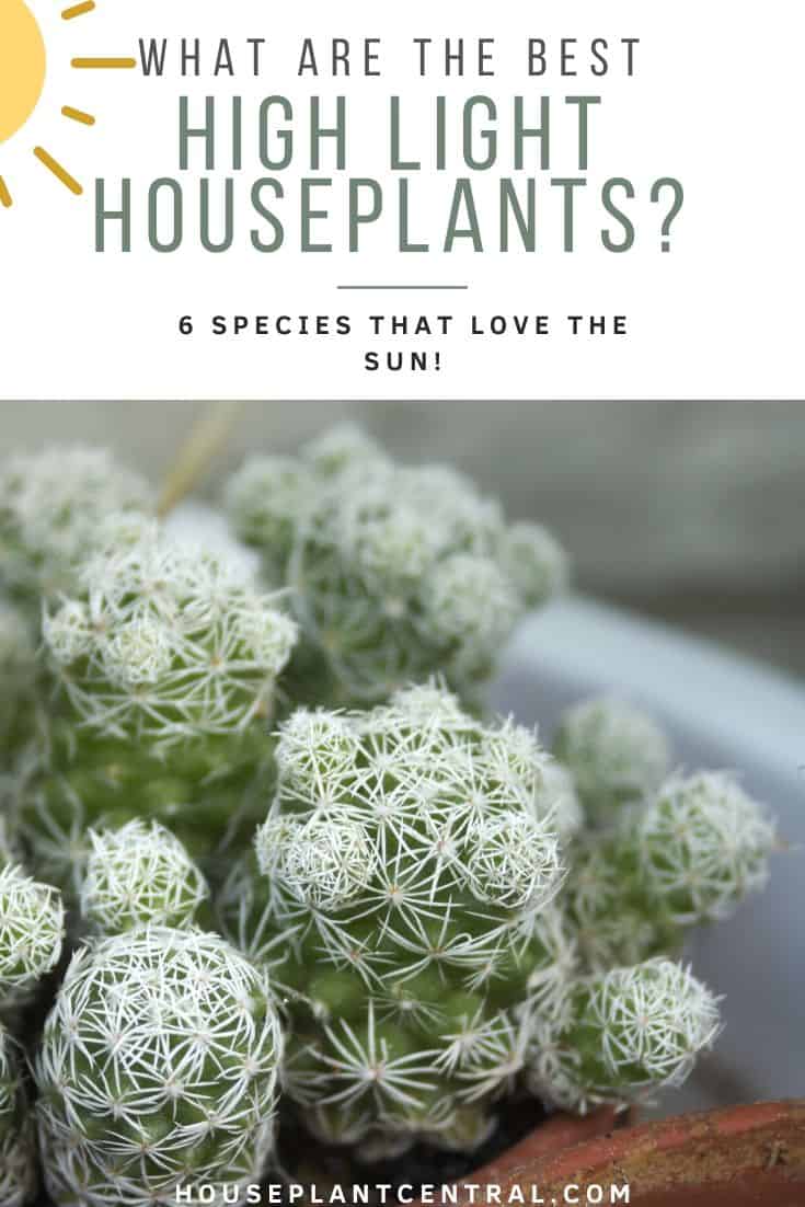 Close up of Mammillaria gracilis (thimble cactus) | List of 6 houseplants that love full sun