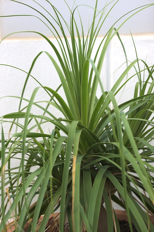 Ponytail palm (Beaucarnea recurvata)