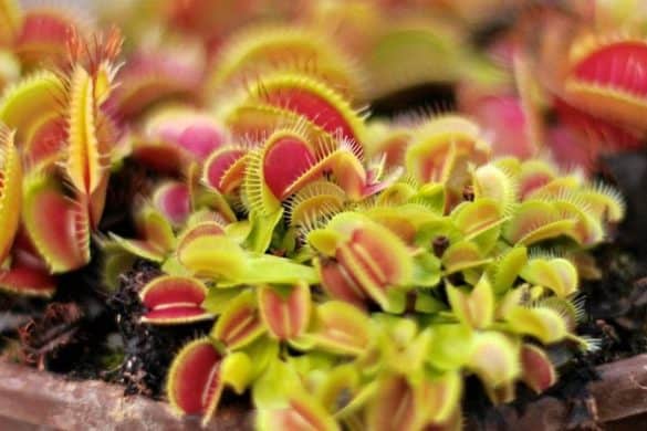 How to set up a carnivorous plant terrarium | Houseplant Central
