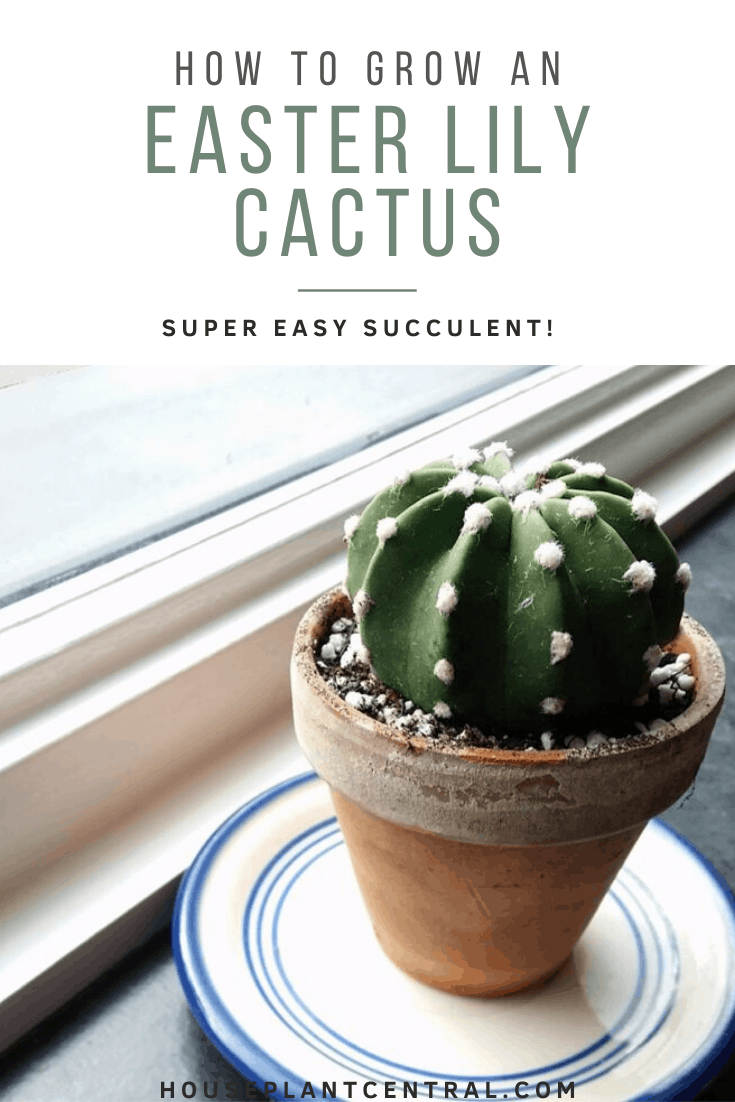 Echinopsis subdenudata - Easter lily cactus care and info