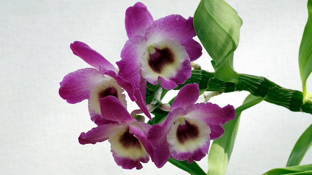 dendrobium nobile orchid