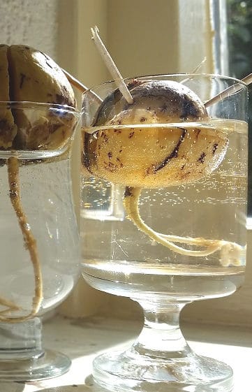 Avocado seeds suspended in water glass using toothpicks with roots coming out of the bottom.