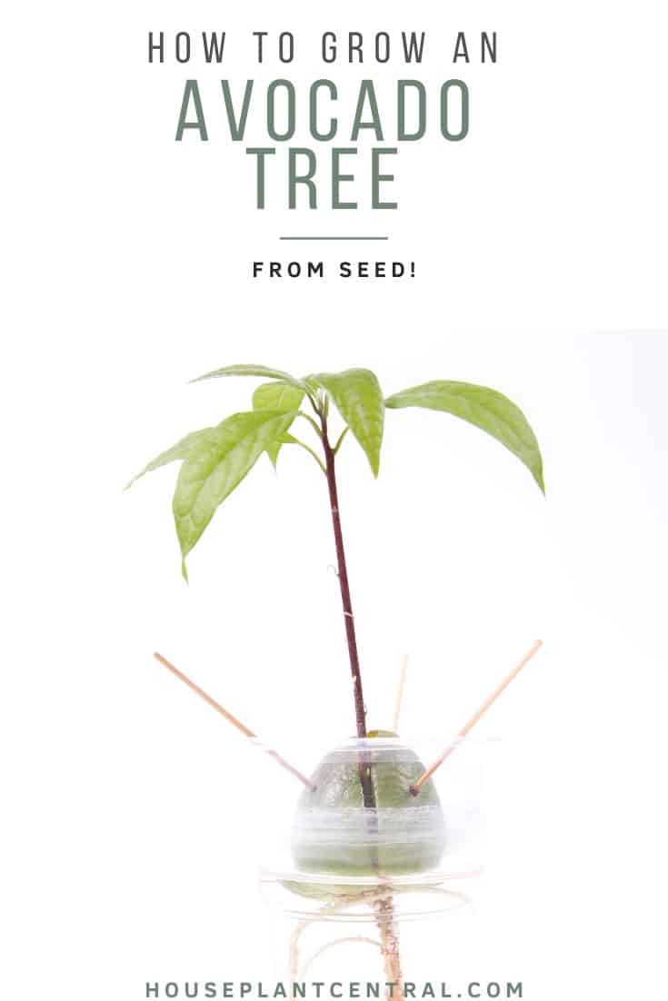 Avocado seed in water bottle on white background. Roots on the bottom and leaves sprouting on the top. | Full guide to growing an avocado tree houseplant from seed