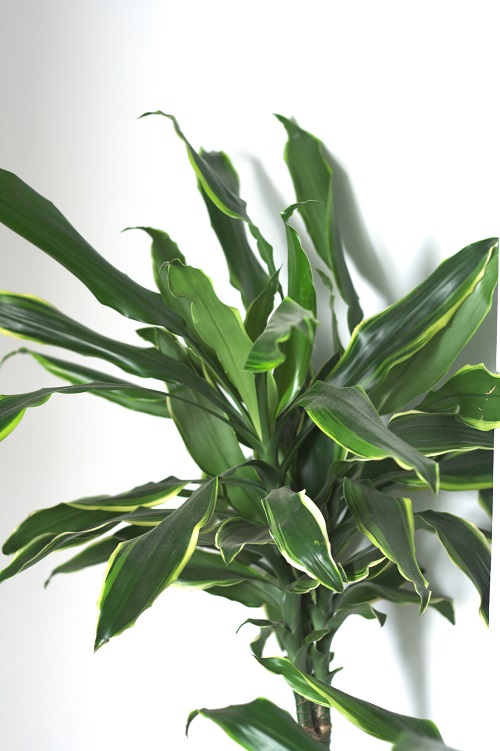 Dracaena houseplant.