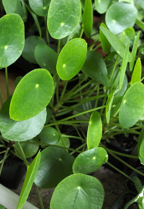 Full frame of leaves of Chinese money plant houseplant.