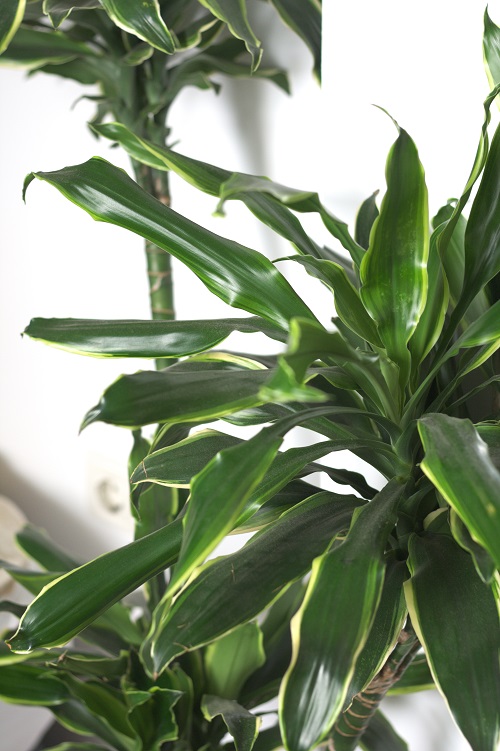 Dracaena houseplant. 