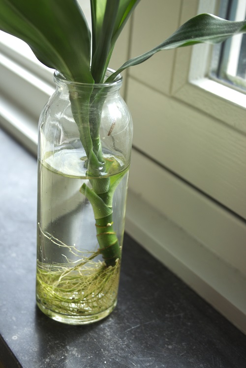 Close up of Dracaena houseplant stem in glass vase.