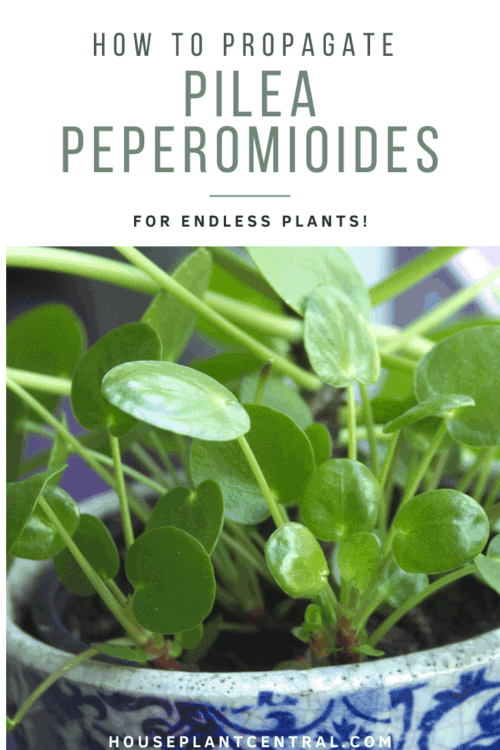 Pilea peperomioides with pups - How to propagate Chinese money plant