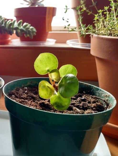 Baby Pilea Peperomioides, Pianta Portafortuna Cinese (Albero Dei Soldi), Altezza 15 Cm, Purificante E Facile Da Curare
