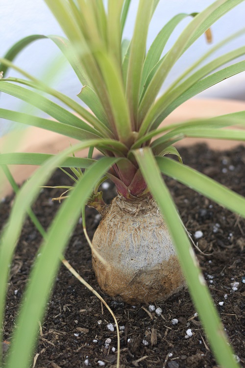 Juvenile Beaucarnea recurvata (ponytail palm succulent).