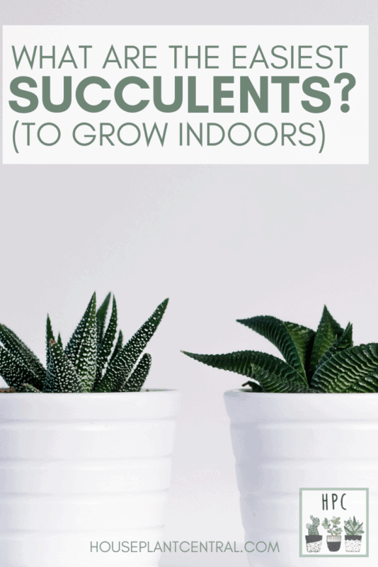 Succulents in white planters on white background | List of 8 easy succulents anyone can grow