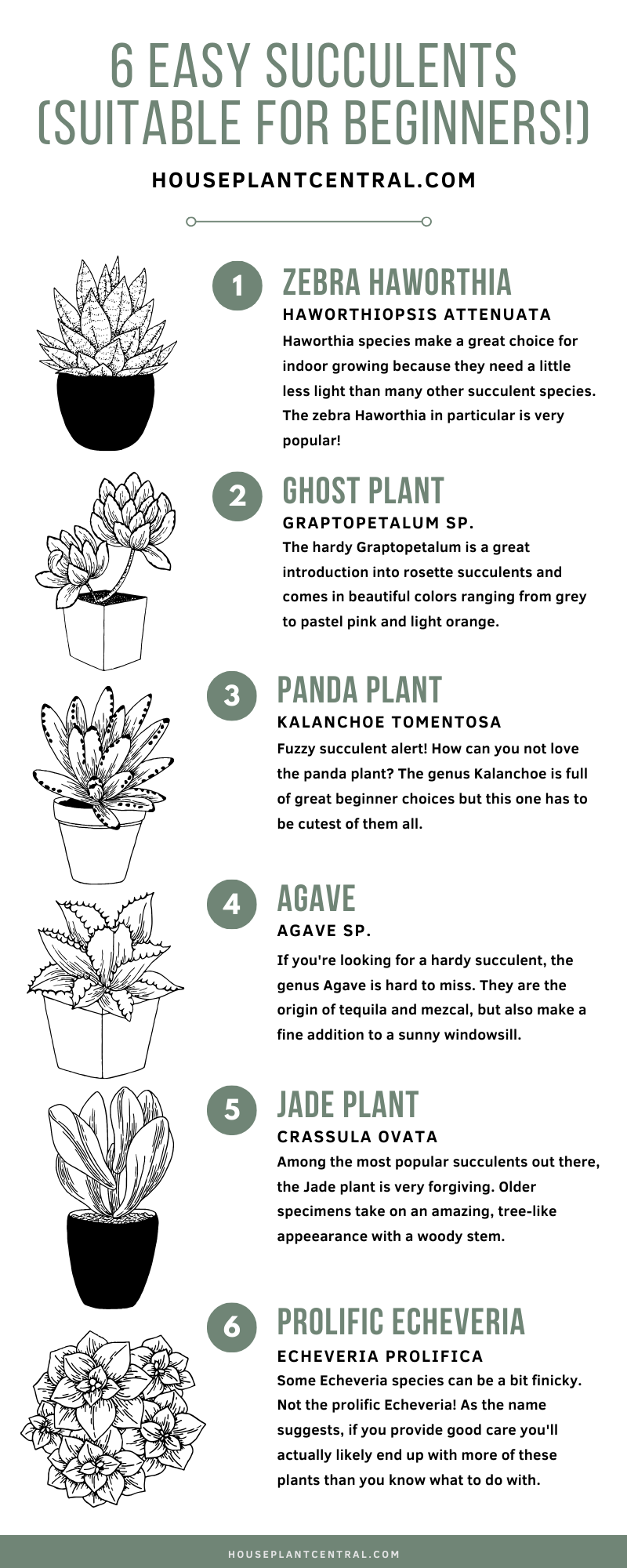 Black and white infographic showing 6 succulents for beginners.