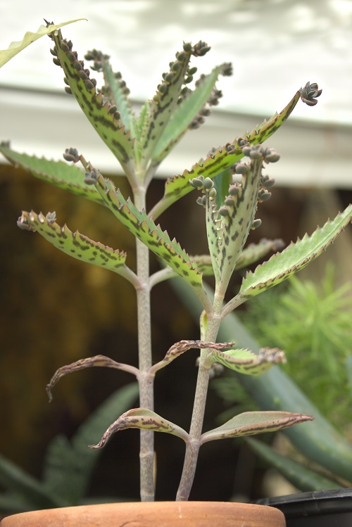 Mother of thousands succulent with pups growing on the leaves, shallow focus.