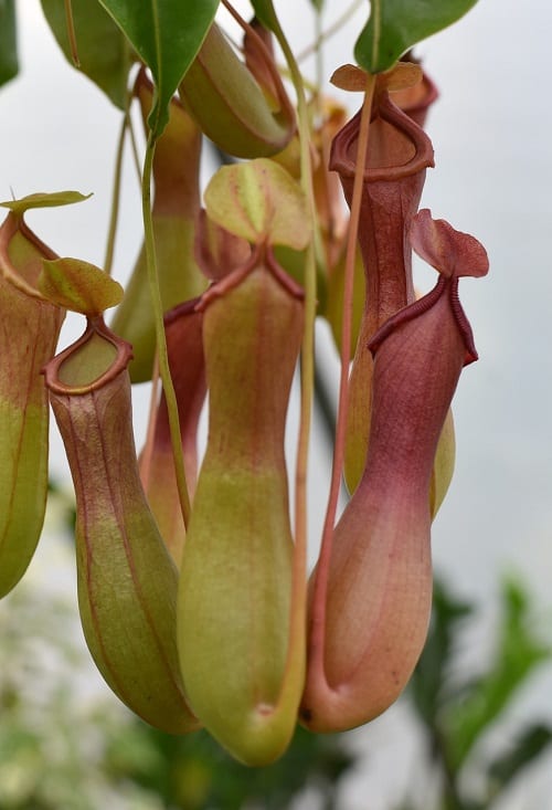 Close-up of pitchers of carnivorous pitcher plant Nepenthes alata.