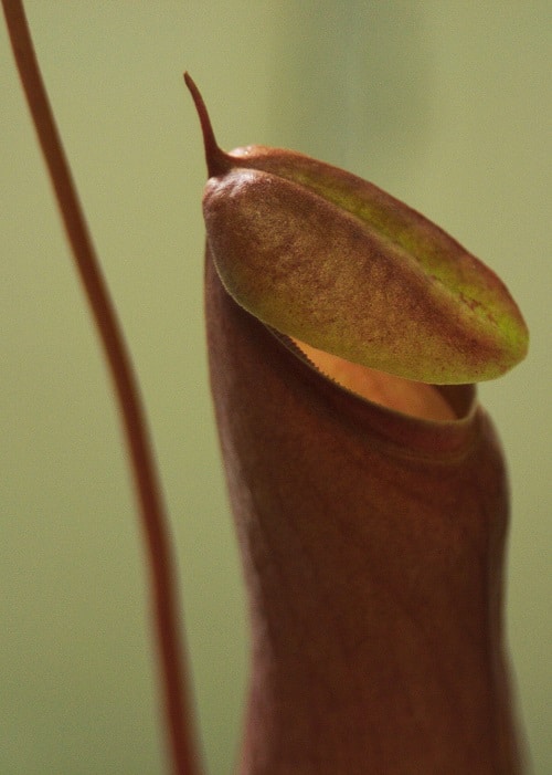 Nepenthes ventrata, una planta carnívora de interior popular.