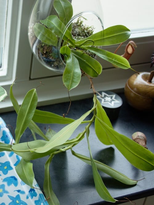 Nepenthes ventrata, una planta carnívora de interior popular.