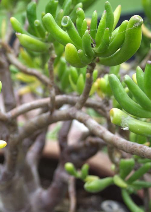 Jade plant succulent (Crassula ovata)
