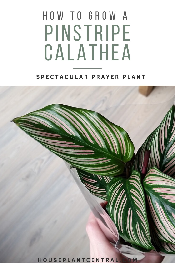 Green and pink pinstripe Calathea (Calathea ornata)