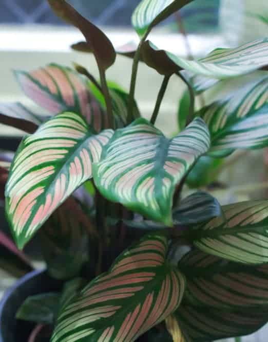 Pinstripe Calathea (Calathea ornata), a houseplant with flashy foliage